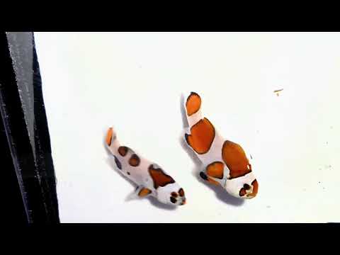 Captive-Bred Picasso Orange Storm Clownfish Pair – Amphiprion ocellaris × percula