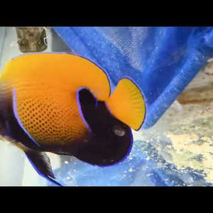Majestic Angelfish – Pomacanthus navarchus