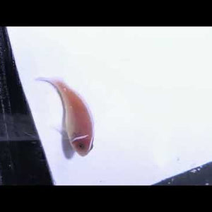 Captive-Bred Pink Skunk Clownfish Pair – Amphiprion perideraion