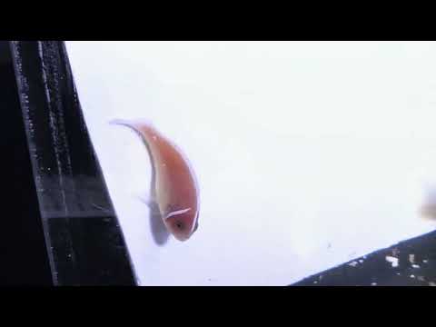Captive-Bred Pink Skunk Clownfish Pair – Amphiprion perideraion