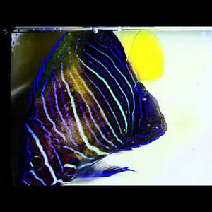 Captive-Bred Yellowbar Maculosus Angelfish – Pomacanthus maculosus