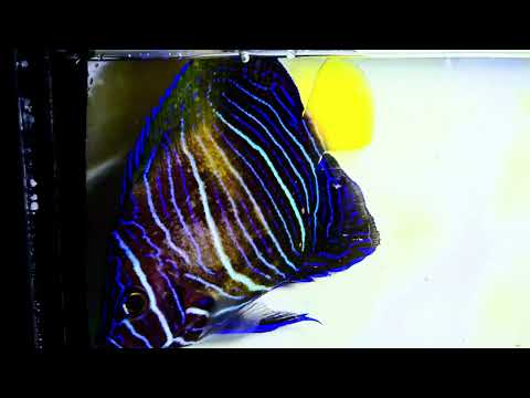 Captive-Bred Yellowbar Maculosus Angelfish – Pomacanthus maculosus