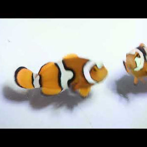 Captive-Bred Helmet Picasso Clownfish Pair – Amphiprion percula