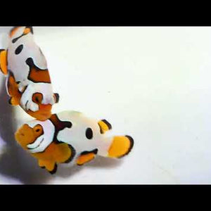 Captive-Bred Picasso Storm Clownfish Pair – Amphiprion ocellaris × percula
