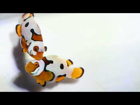 Captive-Bred Picasso Storm Clownfish Pair – Amphiprion ocellaris × percula
