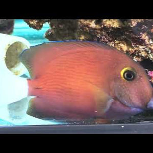 Tahitian White Tail Tang (Ctenochaetus flavicauda)