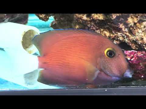 Tahitian White Tail Tang (Ctenochaetus flavicauda)