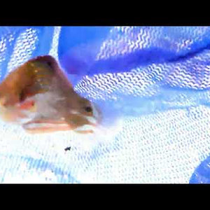 Melanurus Wrasse – Halichoeres melanurus