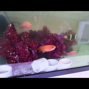 Twin Spot Goby (Signigobius biocellatus) saltwater aquarium fish with two distinctive false eye spots, patterned body, and peaceful sand-sifting behavior video