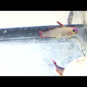 Purple Firefish (Nemateleotris decora)