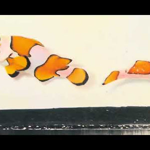 Captive-Bred Orange Storm Clownfish Pair – Amphiprion ocellaris