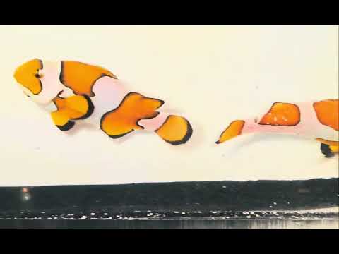 Captive-Bred Orange Storm Clownfish Pair – Amphiprion ocellaris
