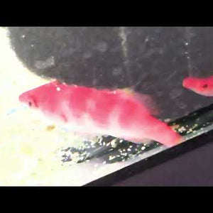 Yellowfin Fairy Wrasse – Cirrhilabrus flavidorsalis