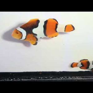 Captive-Bred Extra Black Percula Clownfish Pair – Amphiprion percula