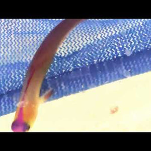 Decorated Firefish – Nemateleotris decora