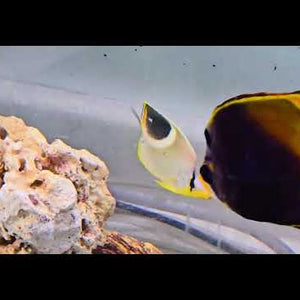 Masked Bannerfish (Heniochus monoceros)