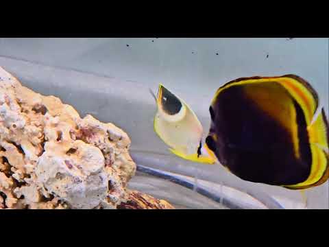 Masked Bannerfish (Heniochus monoceros)