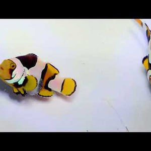 Captive-Bred C-Quest Line Onyx Picasso Clownfish Pair – Amphiprion percula