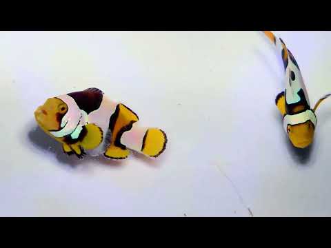 Captive-Bred C-Quest Line Onyx Picasso Clownfish Pair – Amphiprion percula