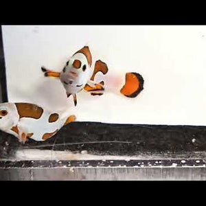 Captive-Bred Orange Storm Clownfish – Amphiprion ocellaris