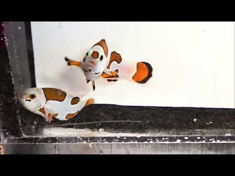 Captive-Bred Orange Storm Clownfish Pair – Amphiprion ocellaris