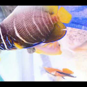 Intermediate Juvenile Blueface Angelfish – Pomacanthus xanthometopon