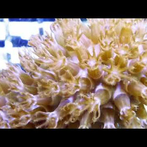 Giant Slit Pore Photosynthetic Cultured Gorgonians at Pacific East Aquaculture