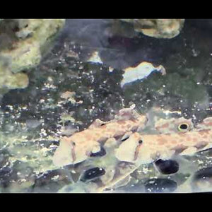 Twin Spot Goby – Signigobius biocellatus