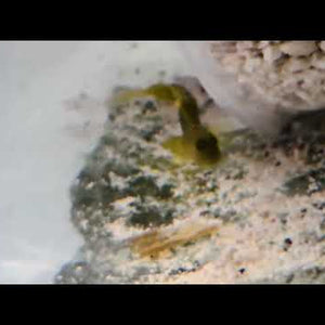 Yellow Watchman Goby – Cryptocentrus cinctus