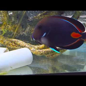 Tahitian Achilles Tang (Acanthurus achilles)
