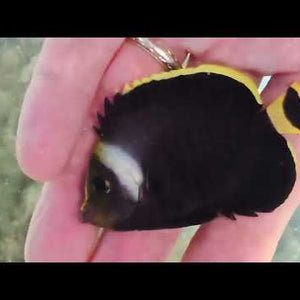 Black Velvet Angelfish -Juvenile– Chaetodontoplus melanosoma