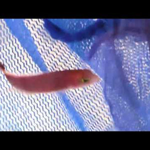 Orange Finescale Dottyback – Lubbockichthys multisquamatus
