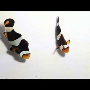 Captive-Bred C-Quest Line Onyx Clownfish Pair – Amphiprion percula