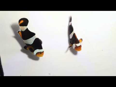 Captive-Bred C-Quest Line Onyx Clownfish Pair – Amphiprion percula