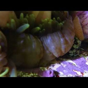 Green Heteractis Magnifica (Ritteri) Anemone - Several Available