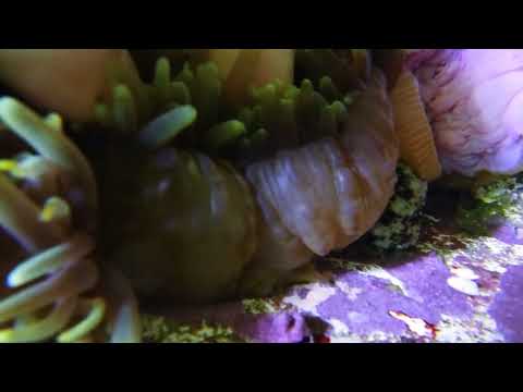 Green Heteractis Magnifica (Ritteri) Anemone - Several Available