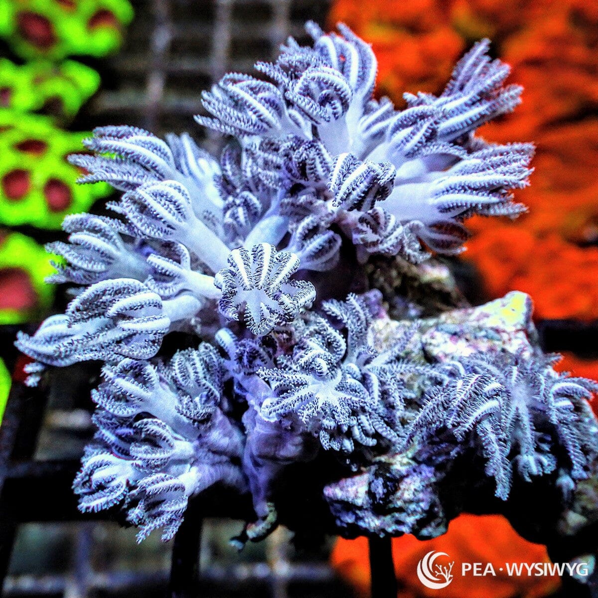 Pulsing Xenia soft coral with pale blue-white pulsing polyps, WYSIWYG under $25 coral frag