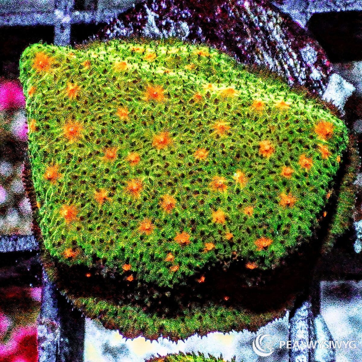 Pumpkin Patch Psammocora coral with green base and orange polyps, WYSIWYG under $25 SPS coral frag from Pacific East Aquaculture
