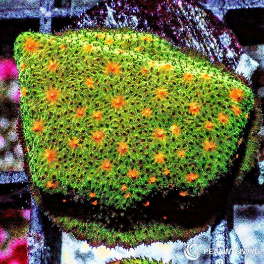 Pumpkin Patch Psammocora coral with green base and orange polyps, WYSIWYG under $25 SPS coral frag from Pacific East Aquaculture