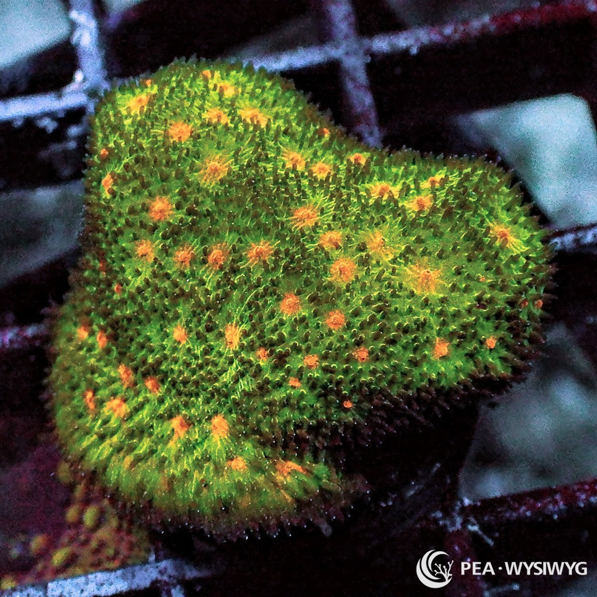 Pumpkin Patch Psammocora Psammocora sp. WYSIWYG coral frag with green encrusting tissue, orange pumpkin polyps, fine texture, and compact reef growth