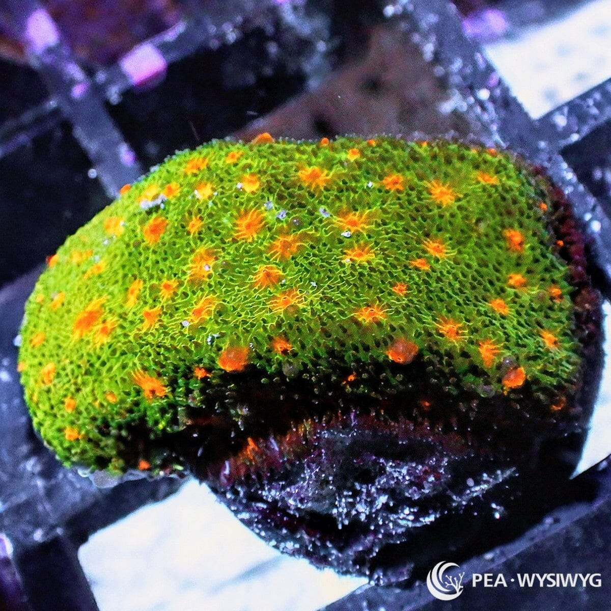 Pumpkin Patch Psammacora aquacultured coral frag