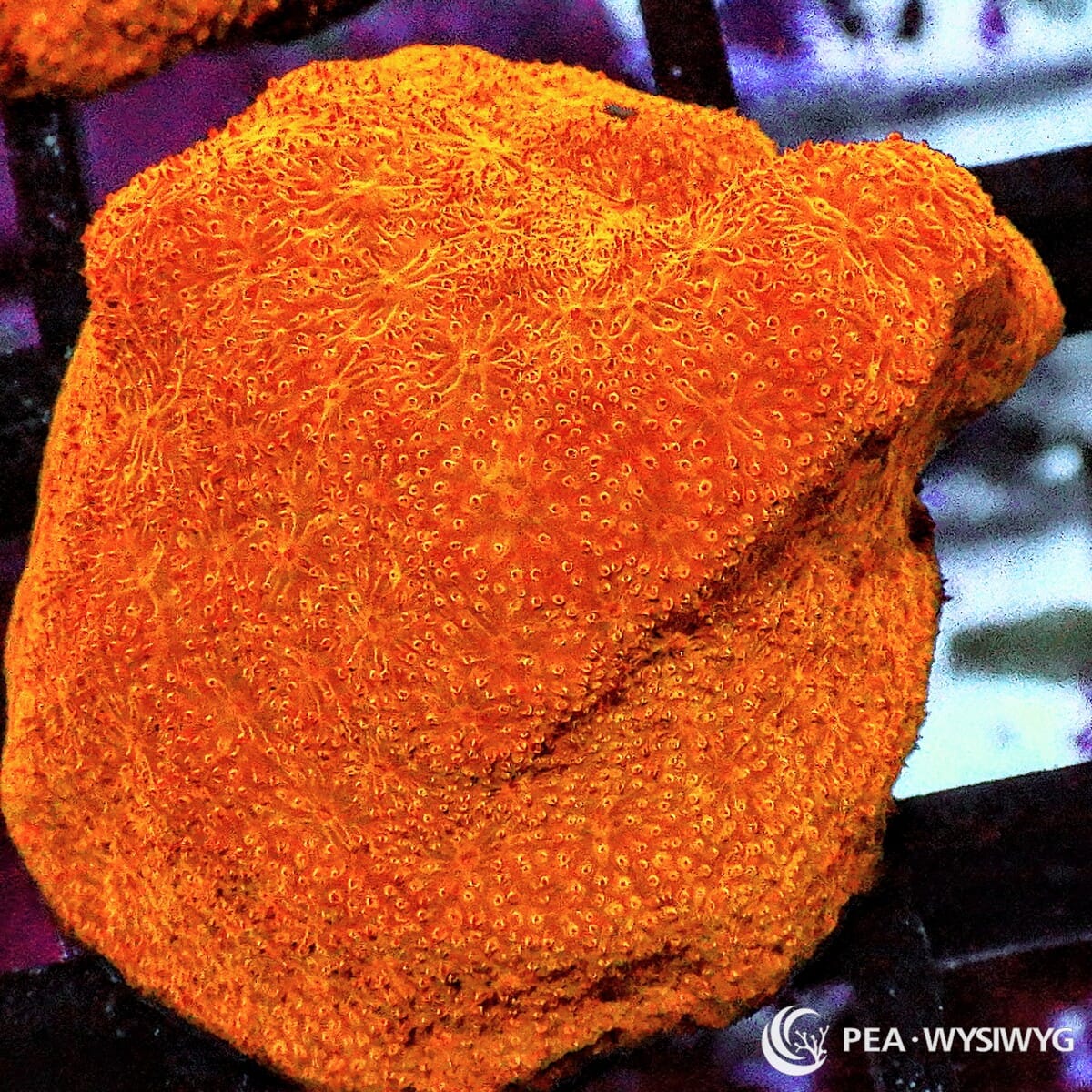 Pumpkin Pie Psammocora coral WYSIWYG frag with rich orange coloration and fine textured encrusting growth