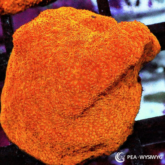 Pumpkin Pie Psammocora coral WYSIWYG frag with rich orange coloration and fine textured encrusting growth