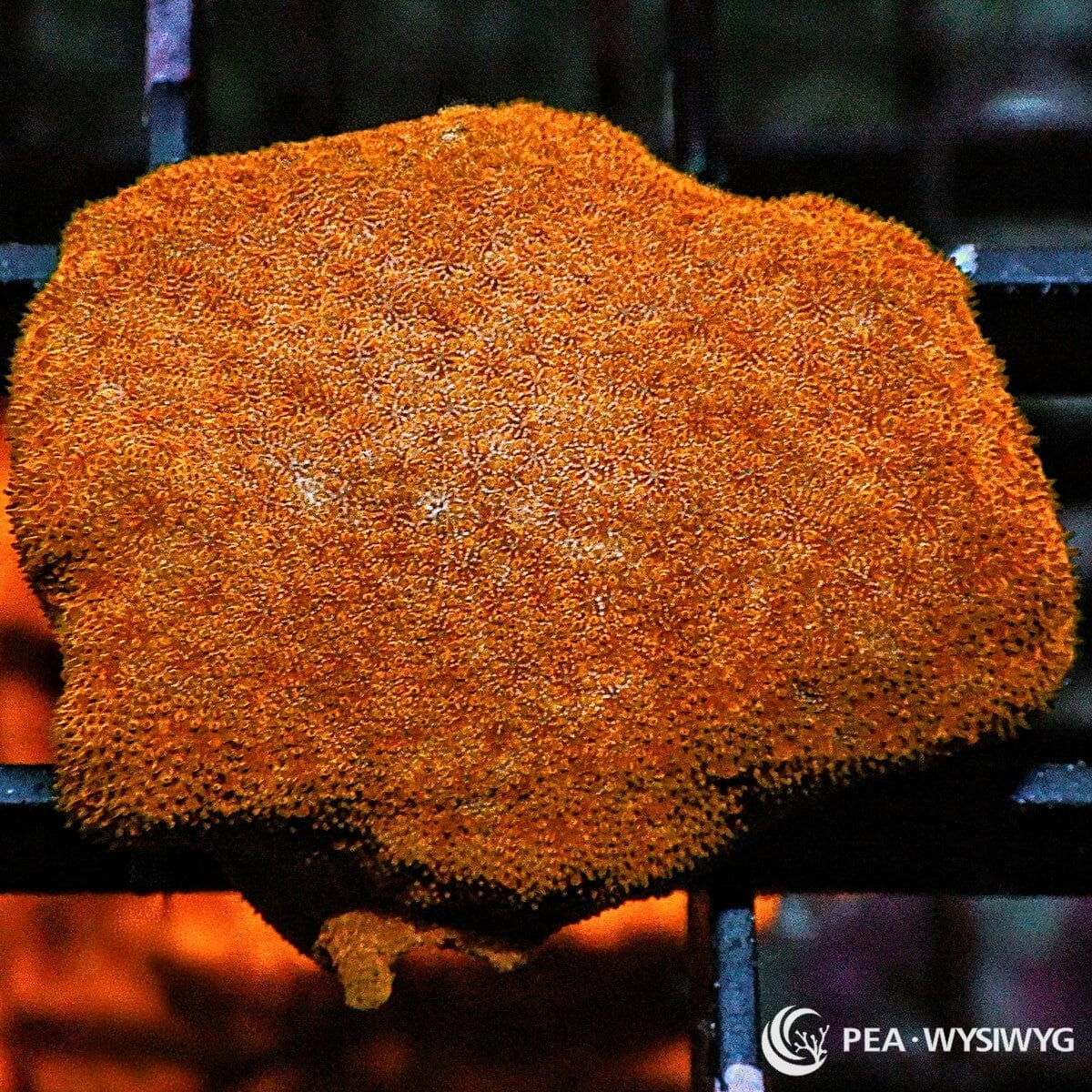 Pumpkin Pie Psammocora Psammocora sp. WYSIWYG coral frag with vivid pumpkin-orange encrusting growth and fine textured corallites