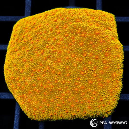 Pumpkin Pie Psammocora Psammocora sp. coral with brilliant golden-yellow tissue and vivid pumpkin-orange polyp centers