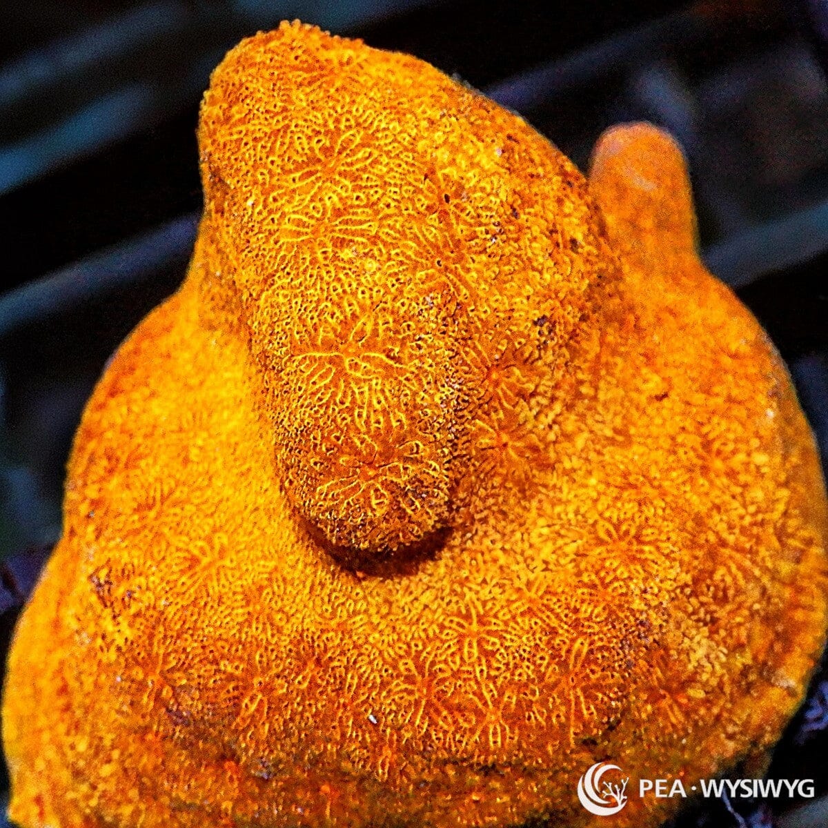 Pumpkin Pie Psammocora SPS coral with orange textured growth, WYSIWYG under $25 reef coral frag