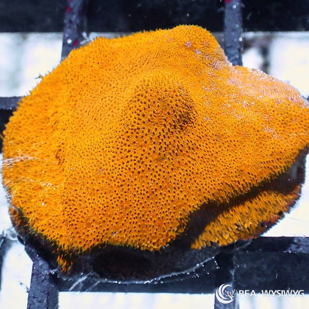 Pumpkin Pie Psammacora aquacultured SPS coral with bright orange polyps and encrusting growth