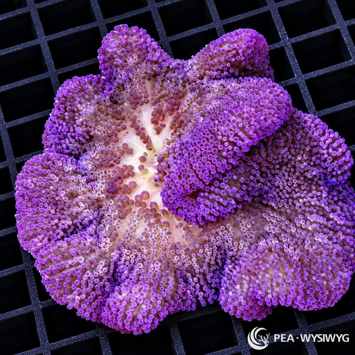 Purple Gigantea Carpet Anemone (Stichodactyla gigantea) displaying densely packed violet-purple and lavender tentacles, dramatic folded textures, and a pale cream central oral disc. WYSIWYG specimen photographed at Pacific East Aquaculture.
