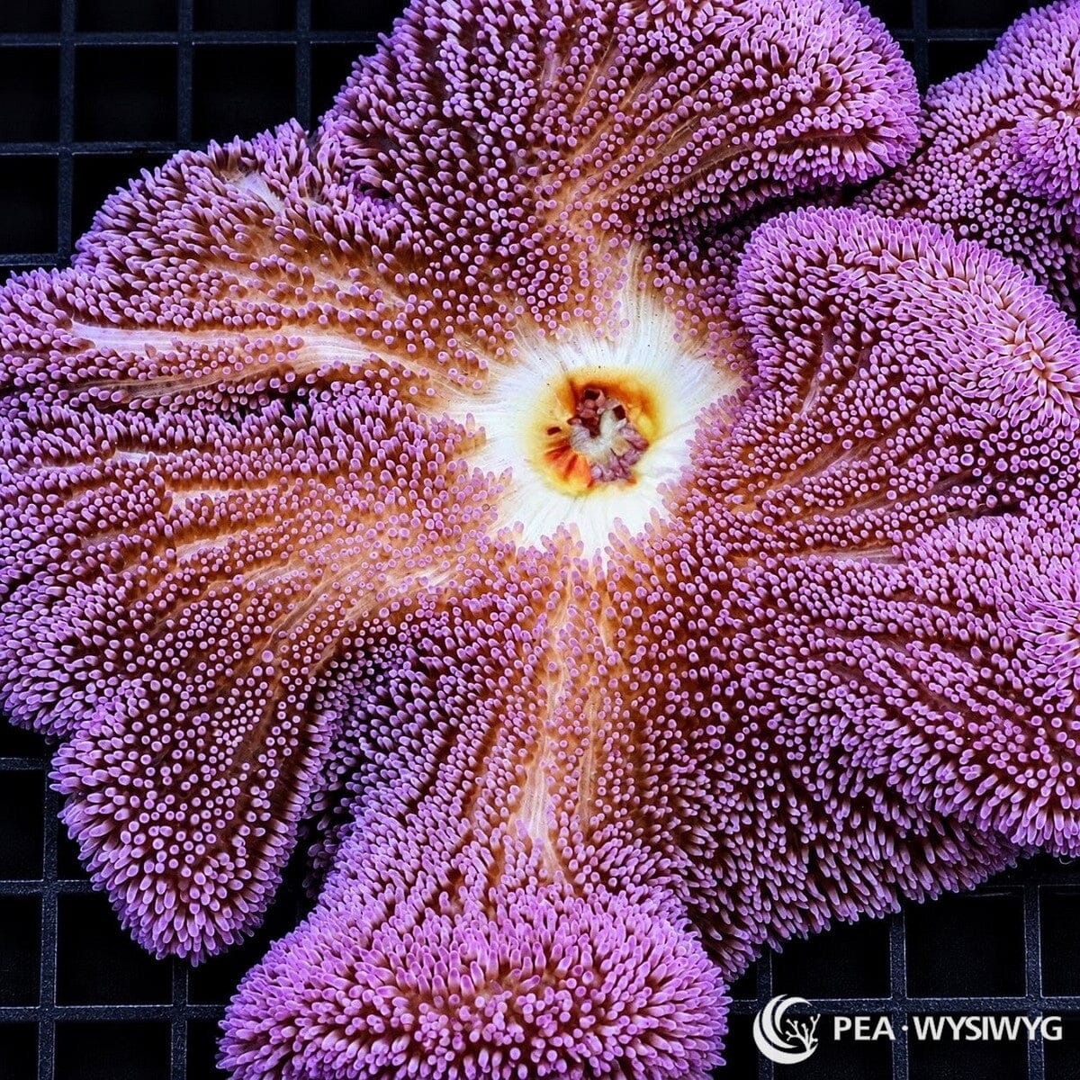 Purple Gigantea Carpet Anemone (Stichodactyla gigantea) displaying densely packed lavender-purple tentacles, dramatic folded oral disc, pale cream radial markings, and a golden-orange central mouth. WYSIWYG specimen photographed at Pacific East Aquaculture.