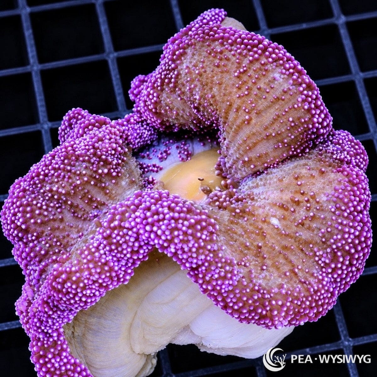 Purple Haddoni Carpet Anemone (Stichodactyla haddoni) displaying densely packed violet-purple and lavender tentacles, a deeply folded oral disc, pale radial markings, and a thick cream-colored column. WYSIWYG specimen photographed at Pacific East Aquaculture.
